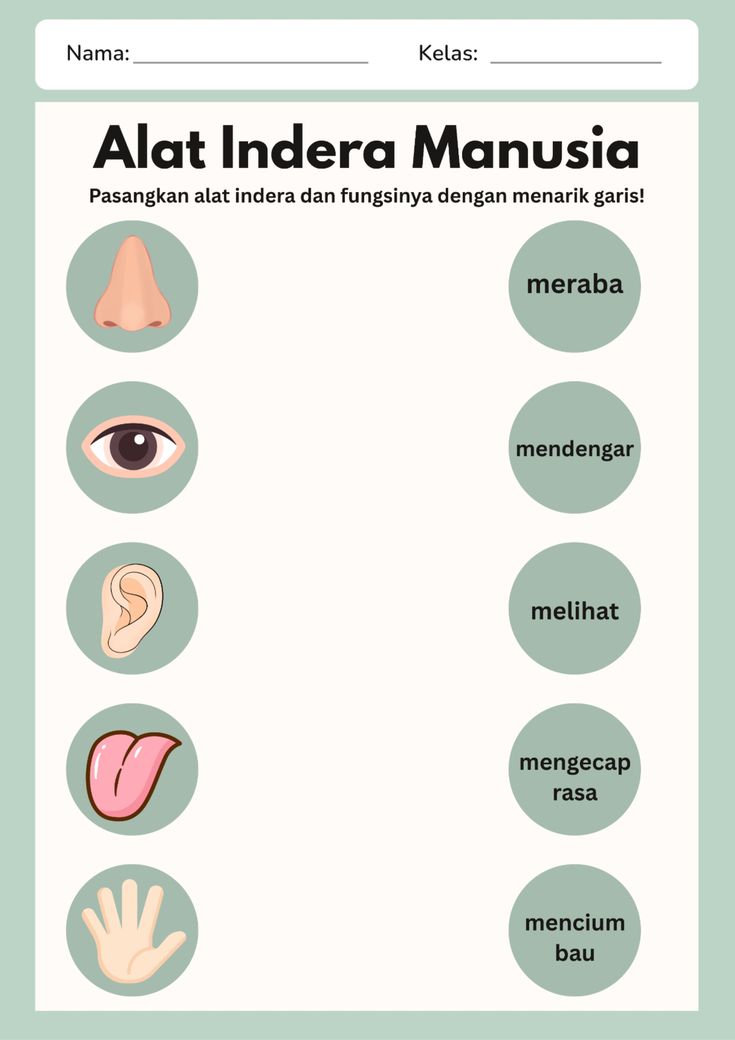 WORKSHEET PANCA INDERA MANUSIA KELAS 3 SD Lembar kerja Kartu tugas WORKSHEET PANCA INDERA MANUSIA KELAS 3 SD Lembar kerja Kartu tugas